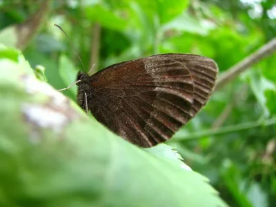 Erebia aethiops