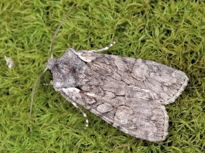 Lithophane (Lithophane) consocia