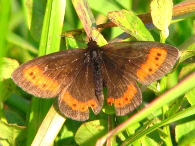Erebia euryale