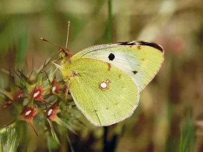 Colias alfacariensis