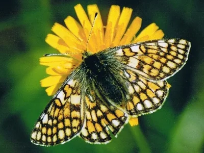 Euphydryas (Hypodryas) cynthia