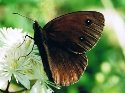Satyrus ferula
