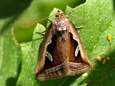 Deltote uncula