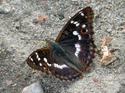Apatura ilia