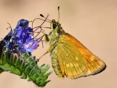 Ochlodes sylvanus
