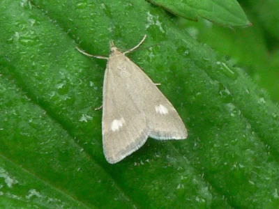 Udea alpinalis