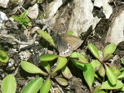 Coenonympha gardetta