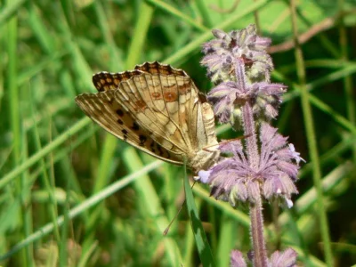 Argynnis (Fabriciana) niobe
