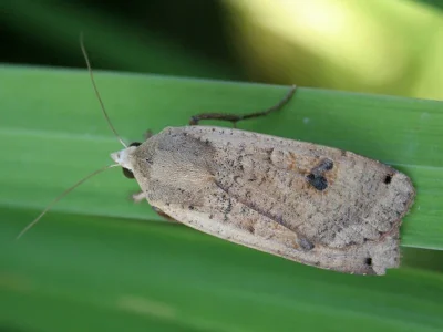 Noctua pronuba