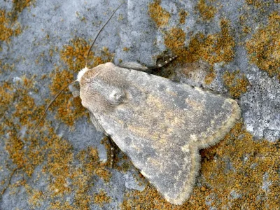 Caradrina (Boursinidrina) oberthuri