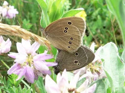 Aphantopus hyperantus