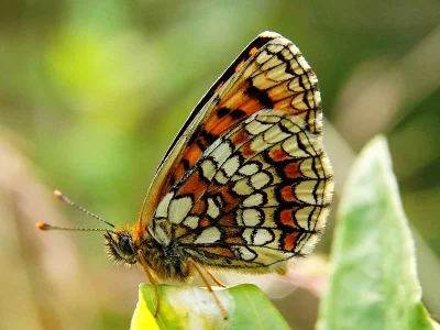 Melitaea (Mellicta) athalia