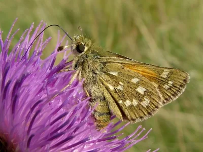 Hesperia comma