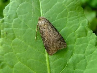 Lygephila (Lygephila) procax