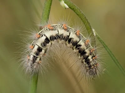 Acronicta (Viminia) euphorbiae
