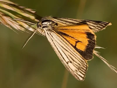 Spiris striata