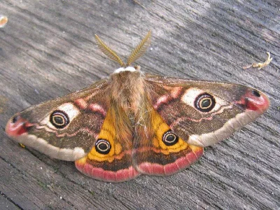 Saturnia (Eudia) pavonia