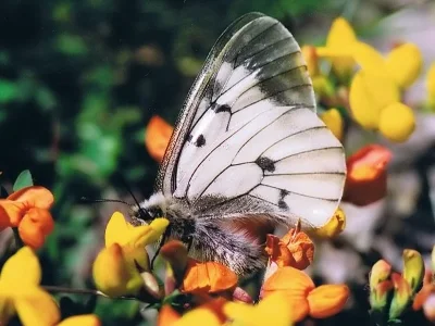 Parnassius (Driopa) mnemosyne
