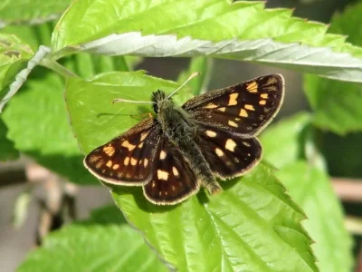 Carterocephalus palaemon