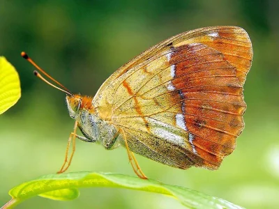 Argynnis (Argyronome) laodice