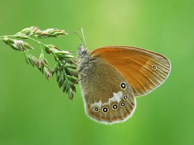 Coenonympha glycerion