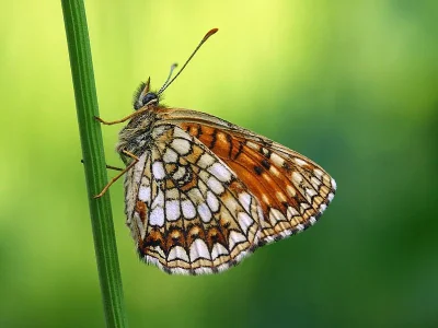 Melitaea diamina