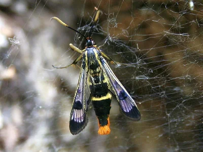 Synanthedon scoliaeformis
