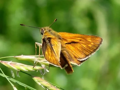 Ochlodes sylvanus