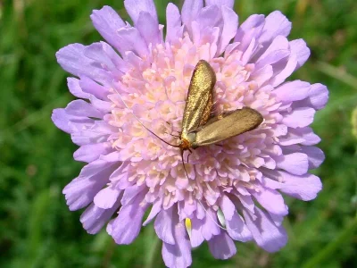 Nemophora metallica