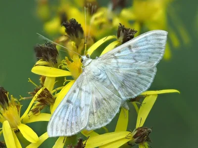 Patania ruralis