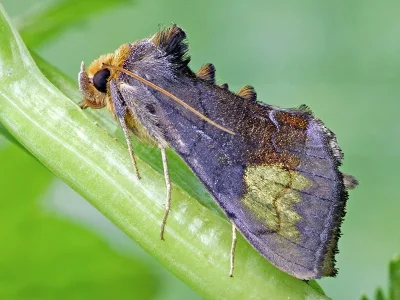 Diachrysia chryson