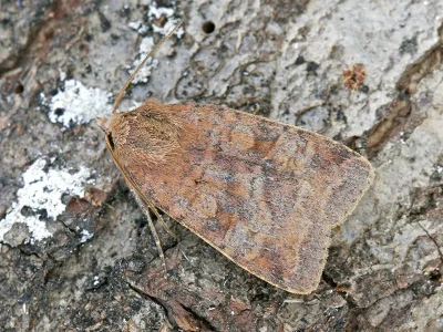 Diarsia dahlii