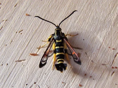 Synanthedon vespiformis