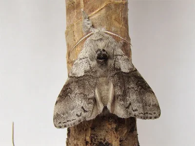 Calliteara pudibunda