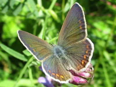 Polyommatus (Polyommatus) icarus