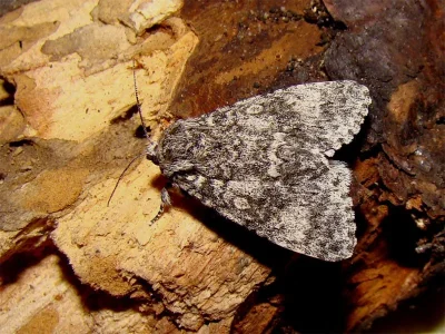 Acronicta (Subacronicta) megacephala