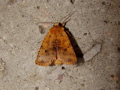 Conistra (Dasycampa) rubiginea