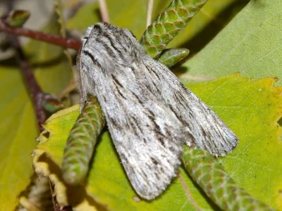Asteroscopus sphinx