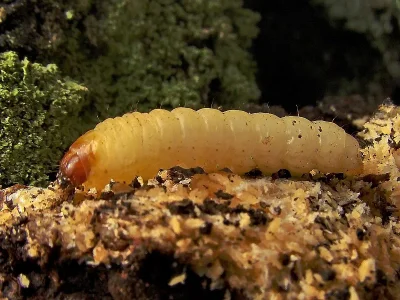 Synanthedon scoliaeformis