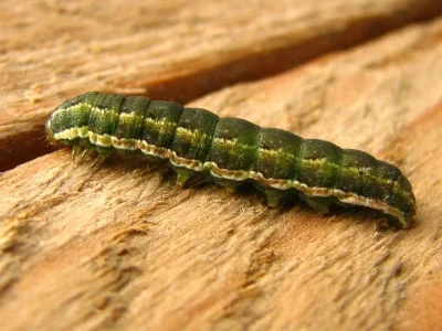 Anarta (Calocestra) trifolii