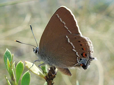 Satyrium (Strymonidia) spini