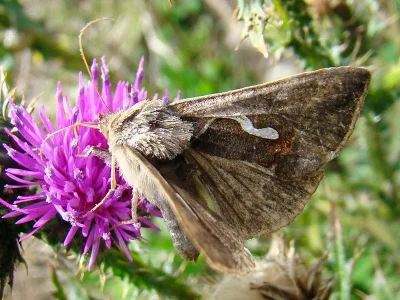 Macdunnoughia (Macdunnoughia) confusa