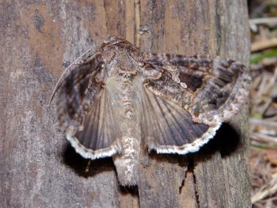 Trichoplusia ni