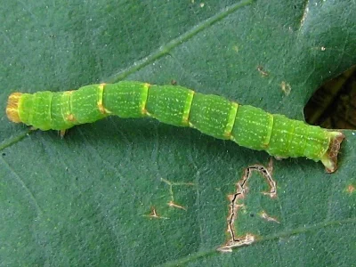 Cyclophora (Codonia) punctaria