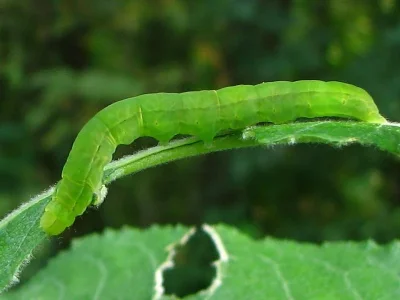 Scoliopteryx libatrix