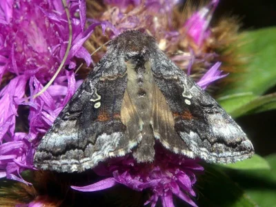 Syngrapha (Syngrapha) interrogationis