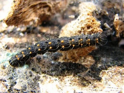Parascotia fuliginaria