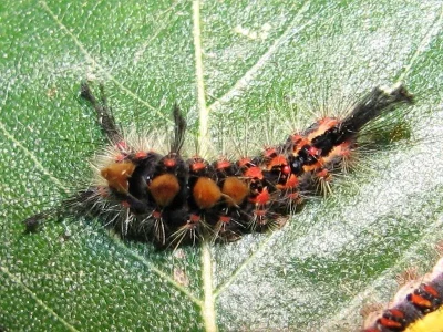 Orgyia (Orgyia) antiqua