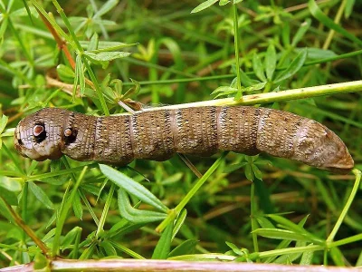 Deilephila porcellus