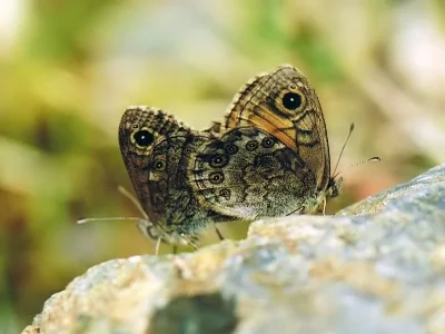 Lasiommata petropolitana